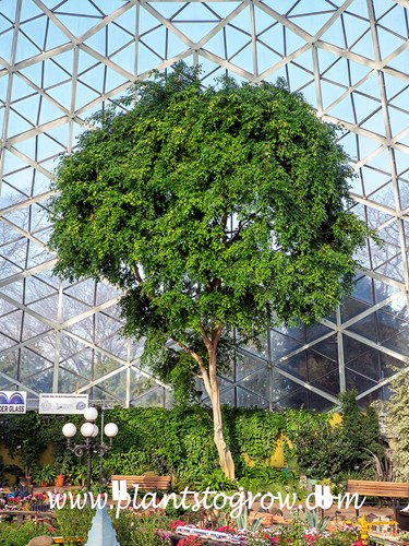 Benjamin Fig (Ficus benjamina)
A very large old plant growing in the show dome.